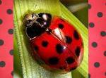 Ladybug parcel swap!!!