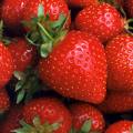 Going Fruity  -  Strawberry