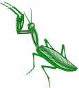 Insect Series # 4 - Praying Mantis