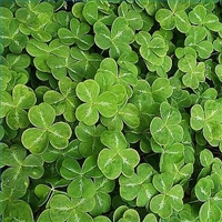 The Best Medicine: Green & Lucky (USA/Canada)