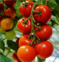 E-recipes by Alphabet: T is for Tomato!