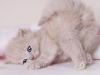 Show Me Your Pet^^