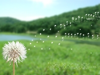 Dandelions