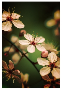 Spring Cards! + a little something (round 2)