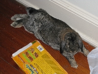 I love my rabbit! 