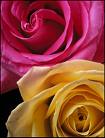 All YELLOW AND PINK