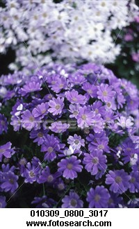 ALL PURPLE AND WHITE