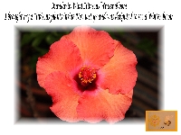 Spring Flower Email Photo