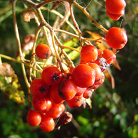 Harvest