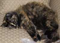 I LOVE MY CAT Personal Ad and Photo Swap