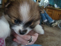 The puppy email swap!
