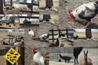 Photo Collage - International