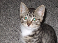 Email your pet photo