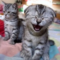 Make Me Laugh PC Swap