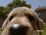DIY- doggie delux*EDITED
