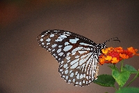 Butterflies are free