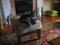 Womans Best Friend - Cats