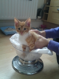 Kittens/Cats being cute at Christmas!