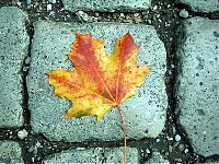 AUTUMN ATC
