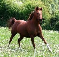 One postcard, one partner #4 - Horse