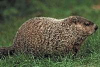 Groundhog day cards!