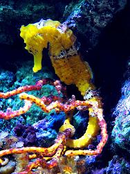 Sassy Seahorses
