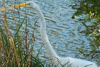 Beautiful Birds