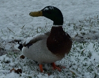 Duck's Unlimted Donations Swap