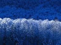 It's a Winter Wonderland!