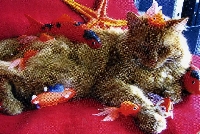 Quick cat postcard swap 3