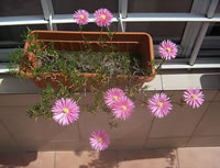 MY PLANTS! (e-mail swap)