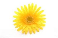 ~Inchie Me A  Color Series: Yellow!~