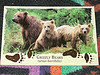 ANIMAL postcard swap