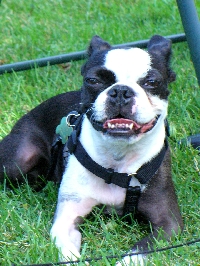 Boston Terrier ATCs