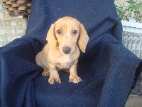 Doxie Lovers Unite #1