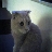 joey