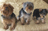 3YorkieMom