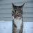 lilkittn13