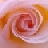 ivoryblushroses