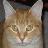 annabel52