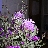 Patchouli51
