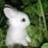 heyRABBIT