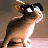 RavingRabbit