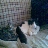 Tinka