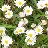 irishdaisies