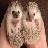 Foxtwins