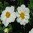 LuciMarie