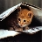 smartcat