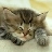 nzcat