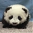pandajess